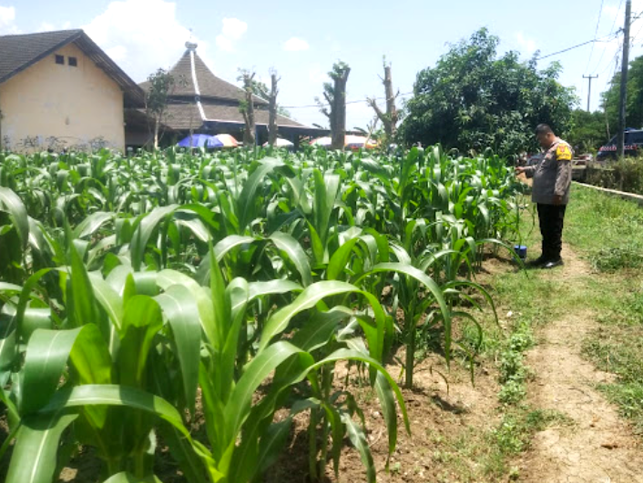 Potensi Pertanian dan Komoditas Unggulan Desa